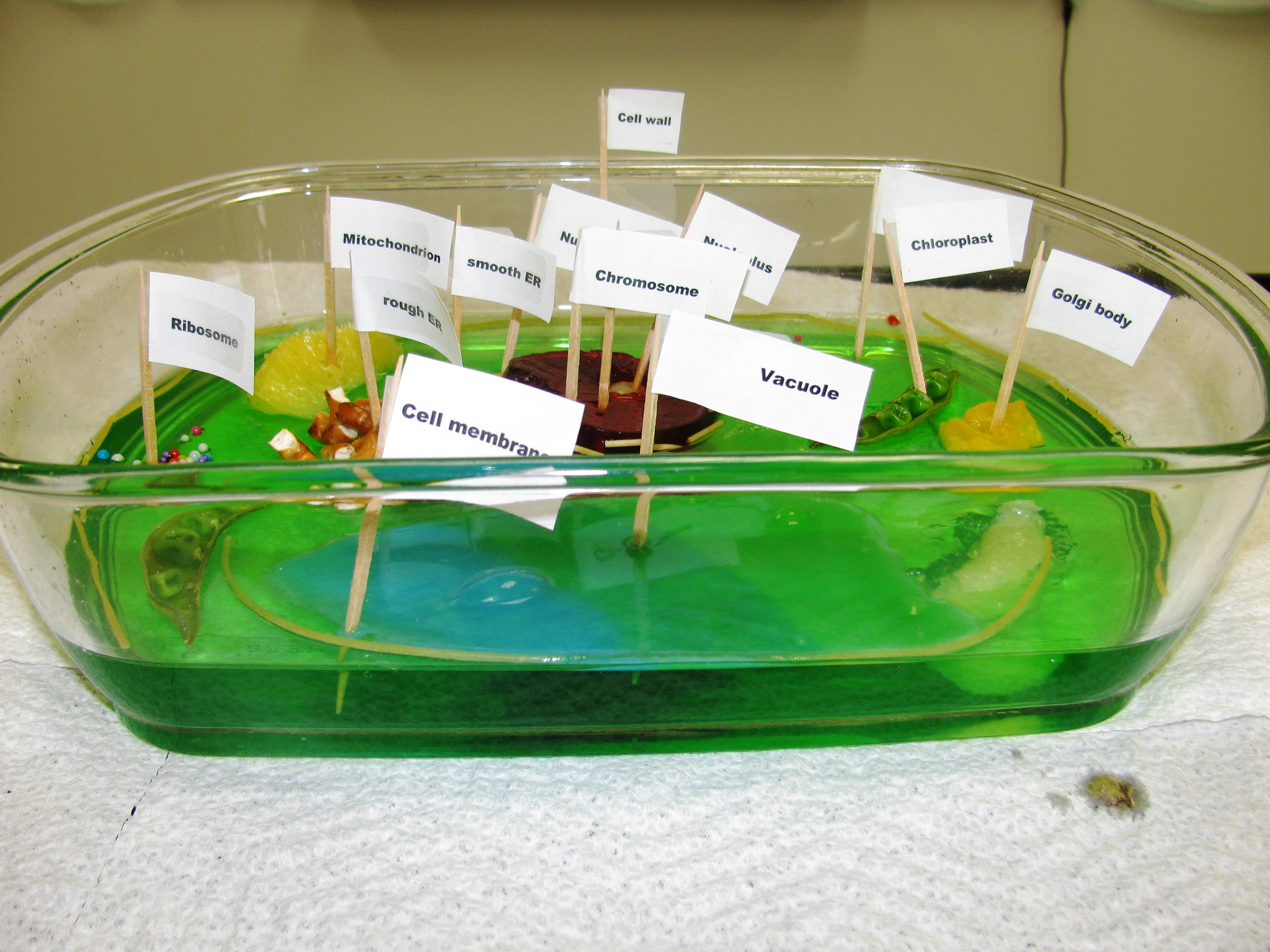 3d plant cell projects kids